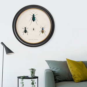 Beetle Plates Framed Wall Art - Set of 4 x 44cm