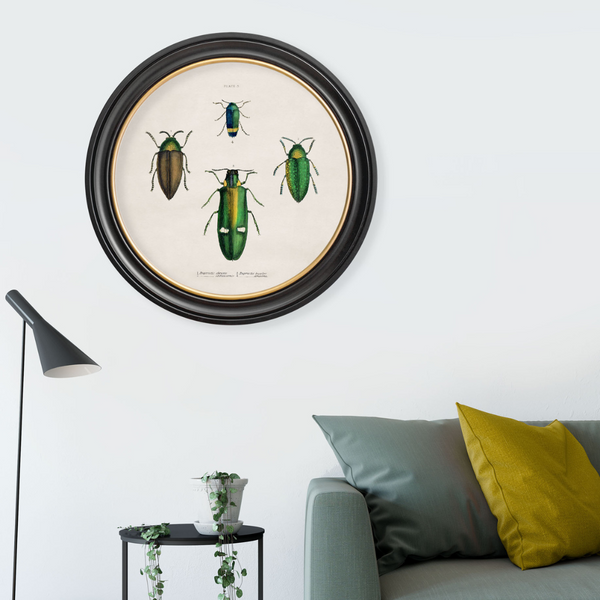 Beetle Plates Framed Wall Art - Set of 4 x 44cm