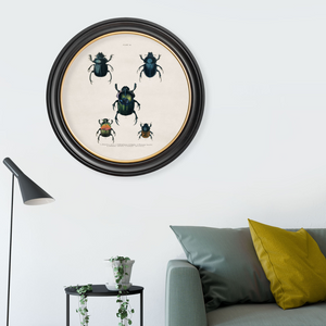 Beetle Plates Framed Wall Art - Set of 4 x 44cm