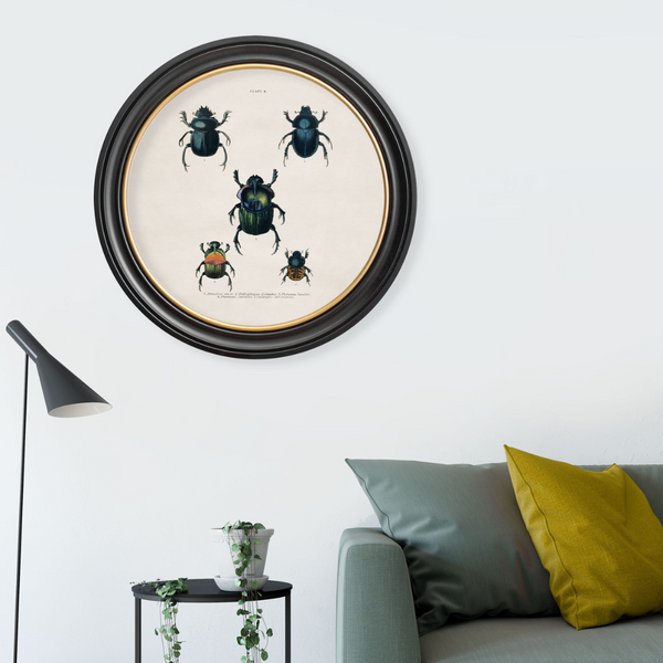 Beetle Plates Framed Wall Art - Set of 4 x 44cm