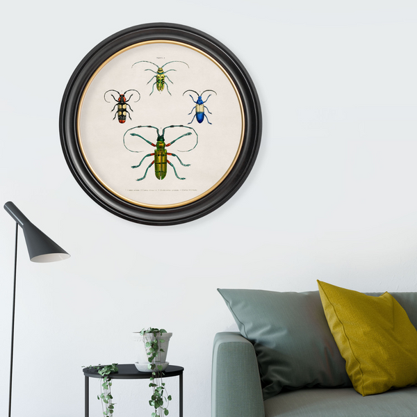 Beetle Plates Framed Wall Art - Set of 4 x 44cm