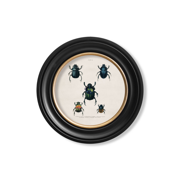 Beetle Plates Framed Wall Art - Set of 4 x 44cm