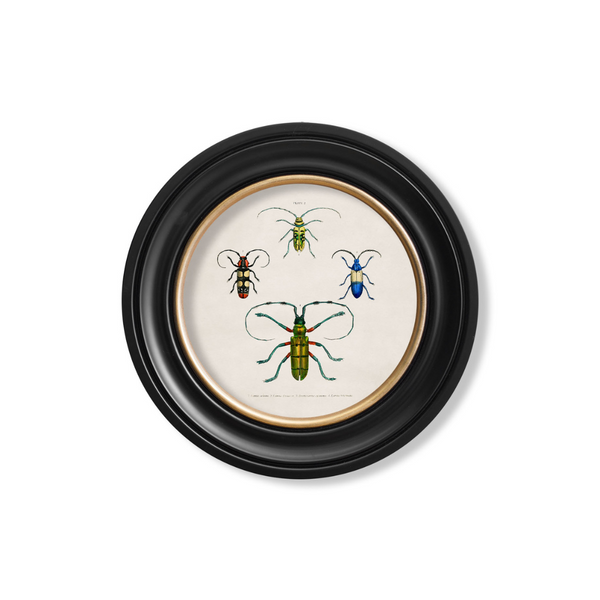 Beetle Plates Framed Wall Art - Set of 4 x 44cm