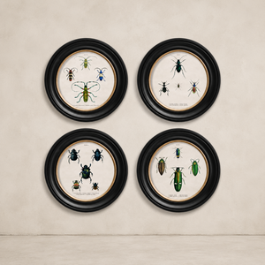 Beetle Plates Framed Wall Art - Set of 4 x 44cm