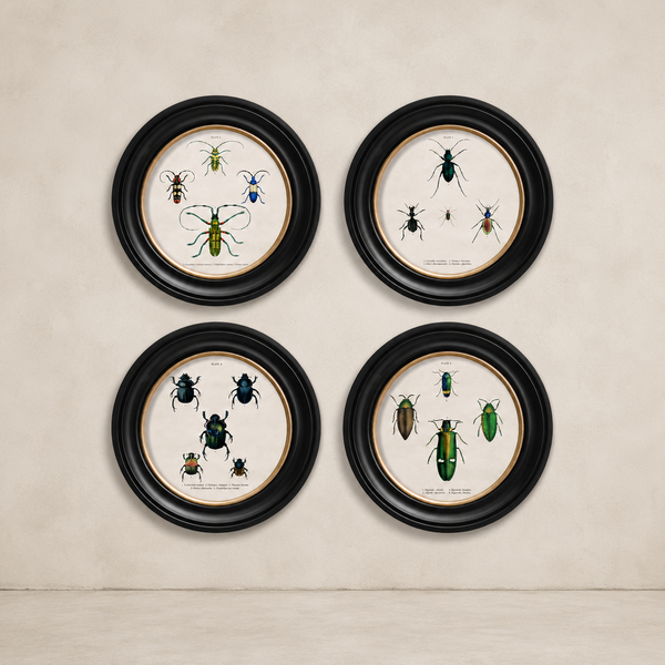 Beetle Plates Framed Wall Art - Set of 4 x 44cm