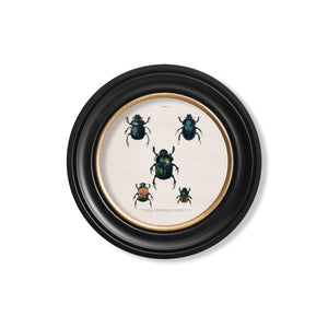 Beetle Plates Framed Wall Art - Set of 4 x 44cm