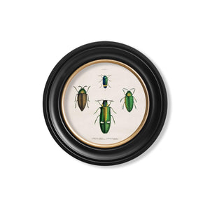 Beetle Plates Framed Wall Art - Set of 4 x 44cm