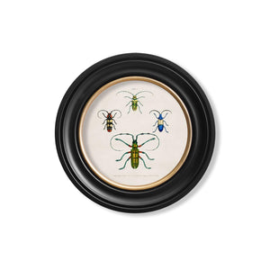 Beetle Plates Framed Wall Art - Set of 4 x 44cm