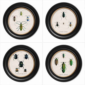Beetle Plates Framed Wall Art - Set of 4 x 44cm