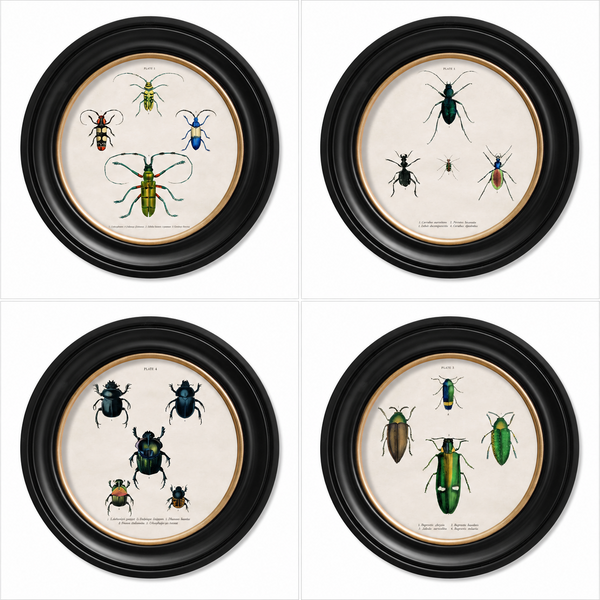 Beetle Plates Framed Wall Art - Set of 4 x 44cm