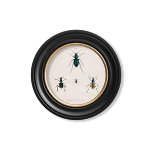 Beetle Plates Framed Wall Art - Set of 4 x 44cm