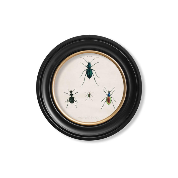 Beetle Plates Framed Wall Art - Set of 4 x 44cm