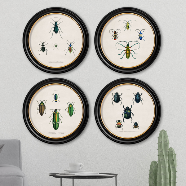 Beetle Plates Framed Wall Art - Set of 4 x 70cm