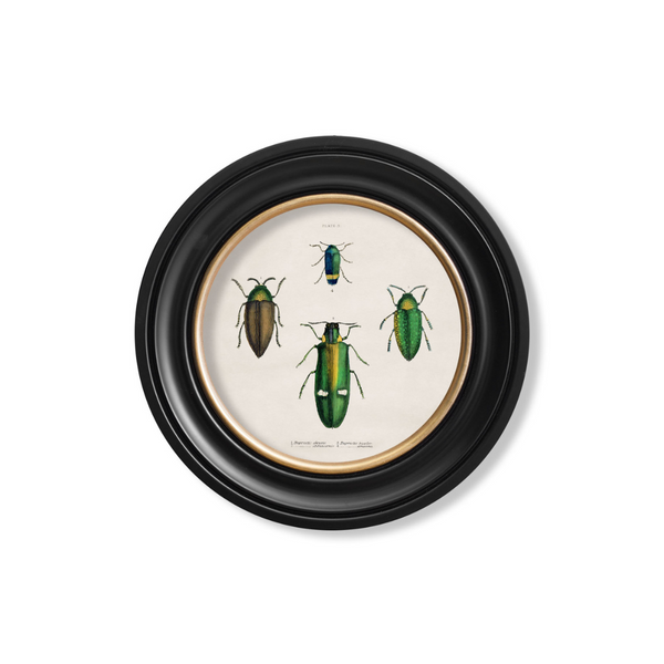 Beetle Plates Framed Wall Art - Set of 4 x 70cm