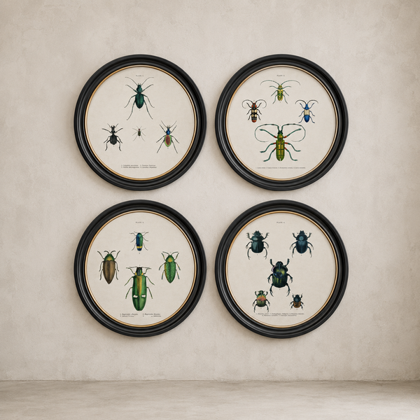 Beetle Plates Framed Wall Art - Set of 4 x 70cm