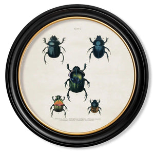 Beetle Plates Framed Wall Art - Set of 4 x 70cm