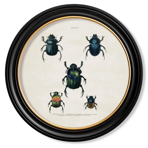 Beetle Plates Framed Wall Art - Set of 4 x 70cm