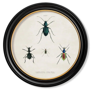 Beetle Plates Framed Wall Art - Set of 4 x 70cm