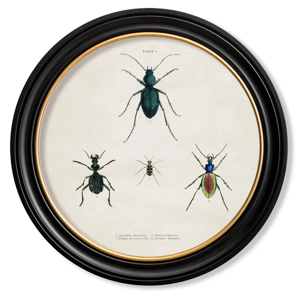 Beetle Plates Framed Wall Art - Set of 4 x 70cm