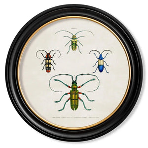 Beetle Plates Framed Wall Art - Set of 4 x 70cm