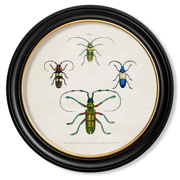 Beetle Plates Framed Wall Art - Set of 4 x 70cm