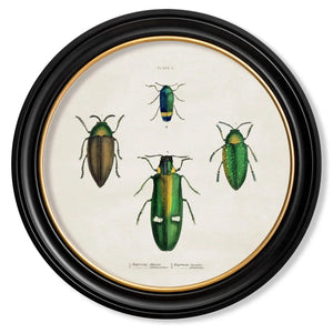 Beetle Plates Framed Wall Art - Set of 4 x 70cm