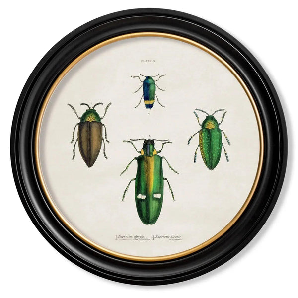 Beetle Plates Framed Wall Art - Set of 4 x 70cm