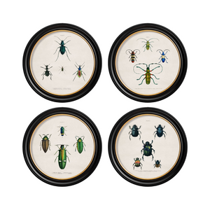 Beetle Plates Framed Wall Art - Set of 4 x 70cm