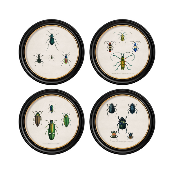 Beetle Plates Framed Wall Art - Set of 4 x 70cm