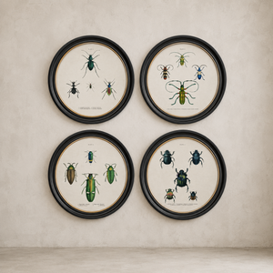 Beetle Plates Framed Wall Art - Set of 4 x 70cm