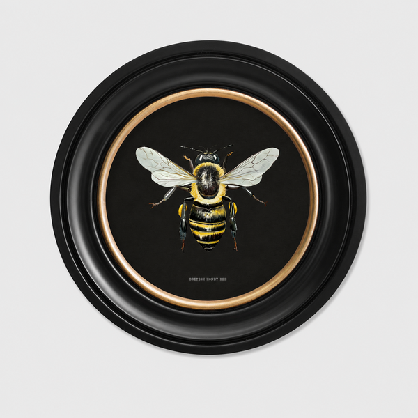 British Bee Dark Framed Wall Art - Set of 2