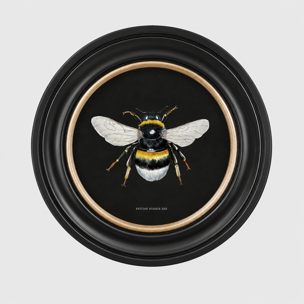 British Bee Dark Framed Wall Art - Set of 2