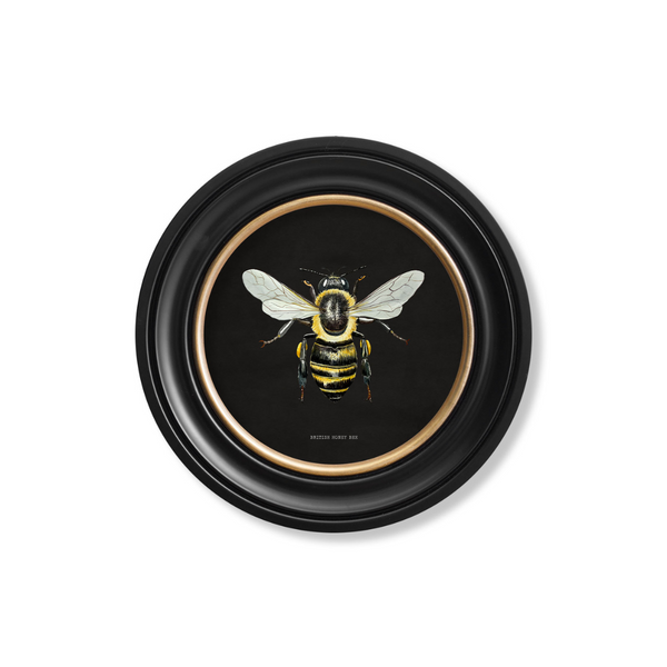 British Bee Dark Framed Wall Art - Set of 2 x 70cm