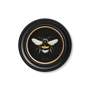 British Bee Dark Framed Wall Art - Set of 2 x 70cm
