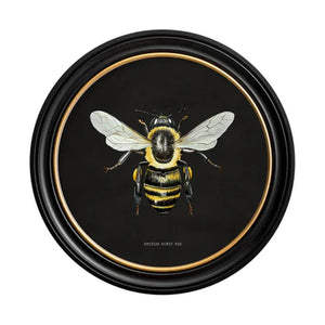 British Bee Dark Framed Wall Art - Set of 2