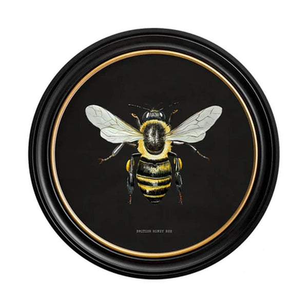 British Bee Dark Framed Wall Art - Set of 2