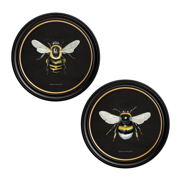 British Bee Dark Framed Wall Art - Set of 2 x 70cm