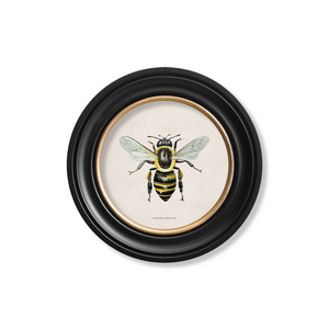 British Bee Framed Wall Art - Set of 2 x 44cm