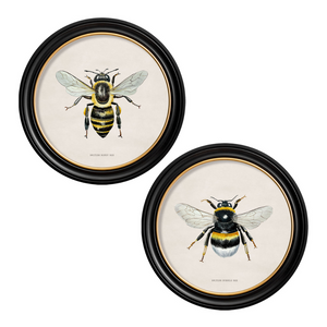 British Bee Framed Wall Art - Set of 2 x 44cm