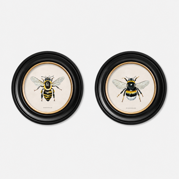British Bee Framed Wall Art - Set of 2 x 44cm