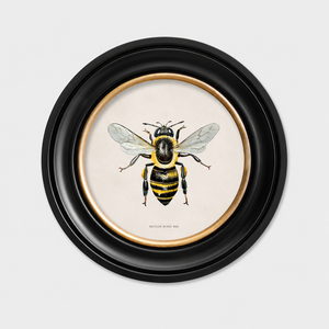 British Bee Framed Wall Art - Set of 2 x 44cm