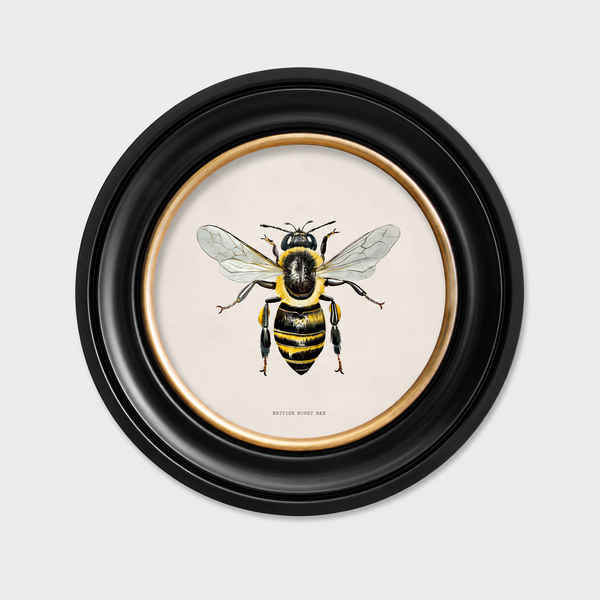 British Bee Framed Wall Art - Set of 2 x 44cm