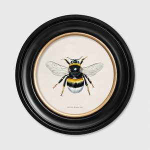British Bee Framed Wall Art - Set of 2 x 44cm