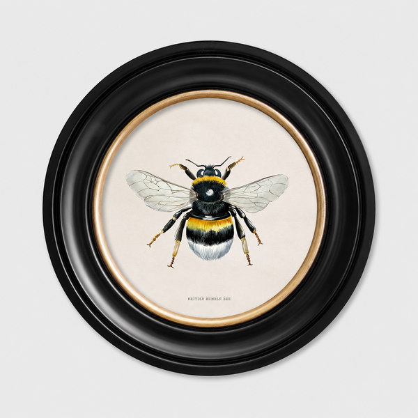 British Bee Framed Wall Art - Set of 2 x 44cm