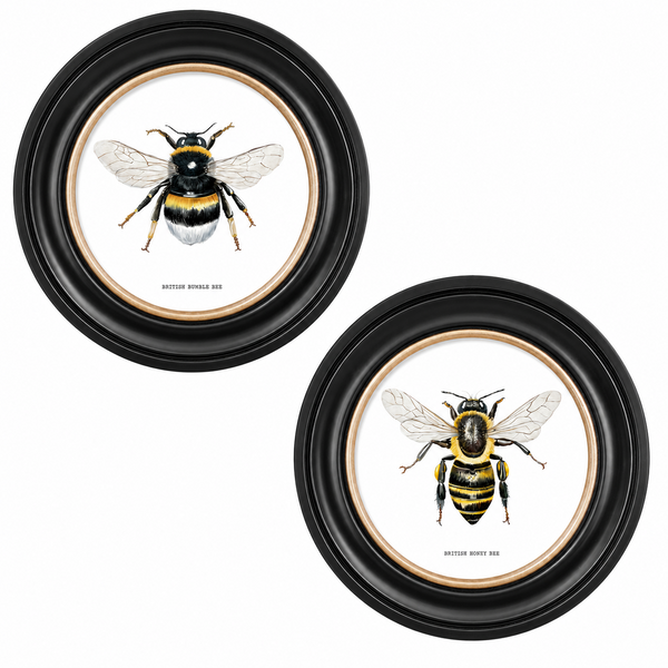 British Bee Framed Wall Art - Set of 2 x 44cm