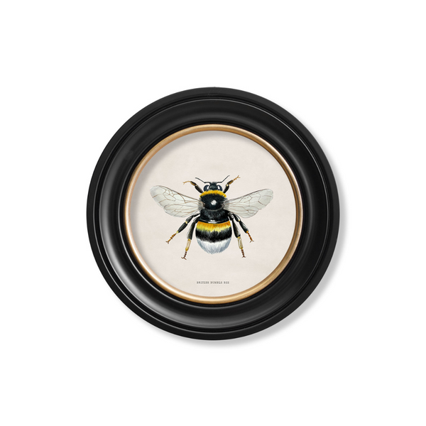British Bee Framed Wall Art - Set of 2 x 70cm