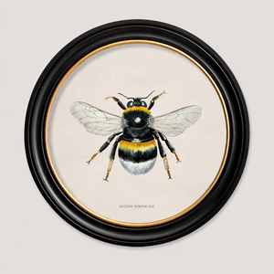 British Bee Framed Wall Art - Set of 2