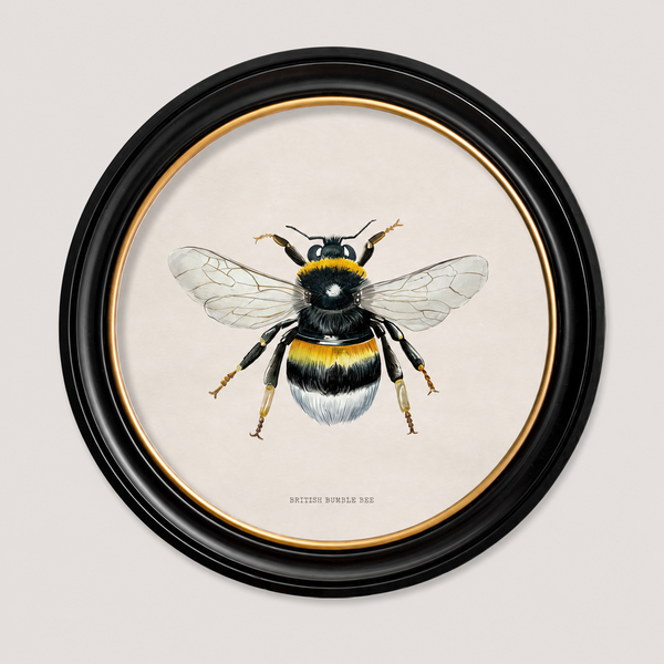 British Bee Framed Wall Art - Set of 2