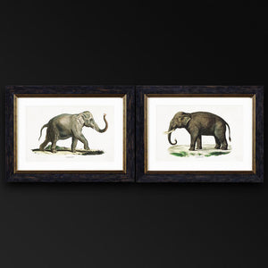 Elephants Framed Wall Art - Set of 2 x 50cm