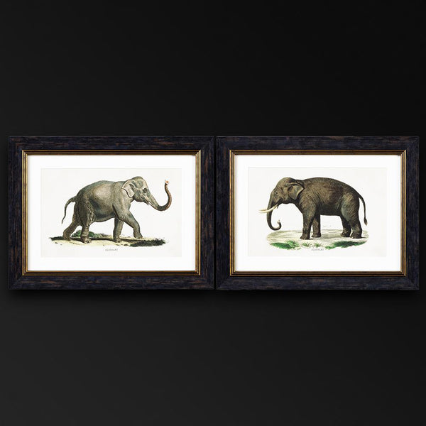 Elephants Framed Wall Art - Set of 2 x 50cm
